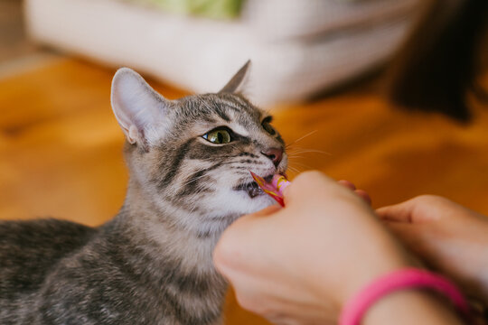 A domestic tabby cat eats a cat treat from its owner's hand. Concept of pet food, treats, and healthy snacks.
