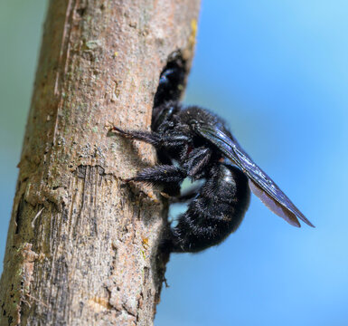 Southern carpenter bees (Xylocopa micans) at the nest hole made in a dry stick, Galveston, Texas, USA.