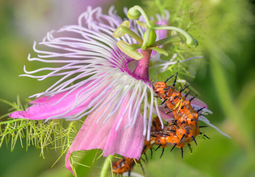 Caterpillar of Gulf fritillary or passion butterfly (Dione [Agraulis] vanilla) eating scarletfruit passionflower vine, Galveston, Texas, USA
