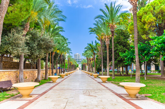 L'Aiguera Parc Park with palm trees alley in Old town Benidorm city historic centre in summer day, Valencian Community, Spain