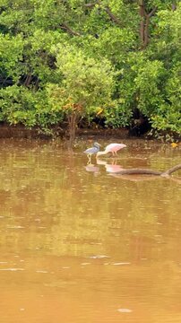 Roseate spoonbill and little blue heron foraging in mangrove lagoon. Two wading birds stand in shallow brown water beside green shrubs, with reflections and a submerged branch.