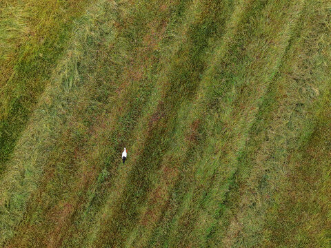 Beautiful gracious stork bird walking in a freshly cut grass field looking for food. Nature scene. Summer time season. Aerial view.