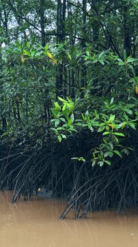 Red mangrove prop roots along tidal water in Costa Rica. Dense foliage rises above interlaced dark roots entering opaque brown water in diffused daylight.