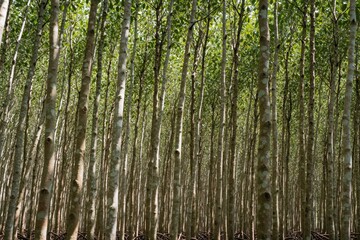 Fototapeta premium Dense green forest grove with slender tree trunks standing close together. Sunlight filters through rich canopy creating natural pattern on vertical tree boles. Viewpoint at ground level.