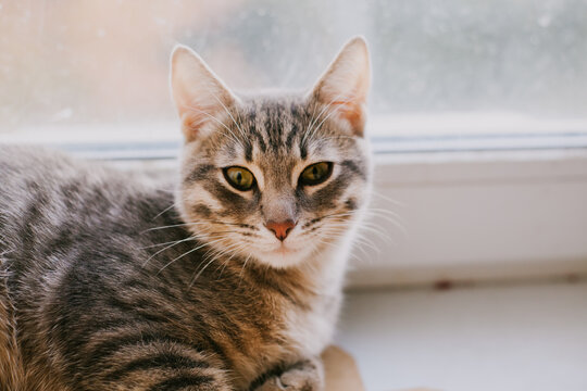 Curious tabby cat with vibrant green eyes, relaxing and enjoying warm sunbeams on a soft chair. The concept of home comfort, renovation, rental and sale of apartments and houses