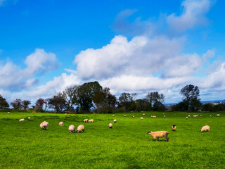 Obraz premium Vast green pasture under a vivid blue sky. Scattered wool sheep graze peacefully across the field. Clouds drift lazily, casting soft shadows. Trees dot the horizon, adding depth to the scene