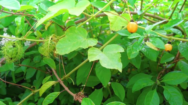 Close up view of yellow fruit on green passion vine. Round passion fruits and leaves on climbing vine branches in daylight.