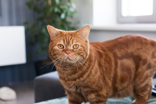 Orange scotland tabby cat stand on sofa in a minimal home interior, looking at the camera in soft natural light