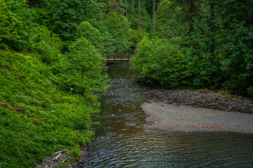 Fototapeta premium Exploring lush greenery along the serene stream in Silver Falls