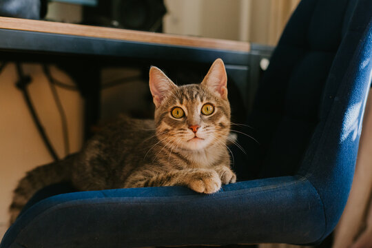 Curious tabby cat with vibrant green eyes, relaxing and enjoying warm sunbeams on a soft chair. The concept of home comfort, renovation, rental and sale of apartments and houses