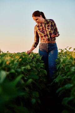 Woman farmer walking through a soybean field during sunset, checking plant health and growth for sustainable agriculture