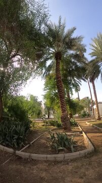 Sunlight shines through palm trees in historic Saqifah Bani Saidah garden in Medina, Saudi Arabia.
