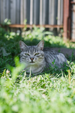 Tabby gray cat lies attentively on the grass and looks past the camera to the left. Gray brown cat in the garden and watches 