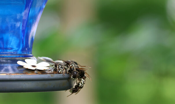 Bald-Faced Hornets Feeding Together at Hummingbird Feeder