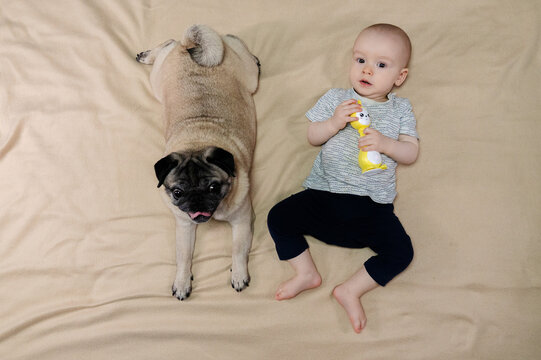 11 month baby boy and pug dog peacefully resting together. Pet and infant lying side by side naturally in harmony with joyful peaceful atmosphere. The concept of relationships between baby and pet dog