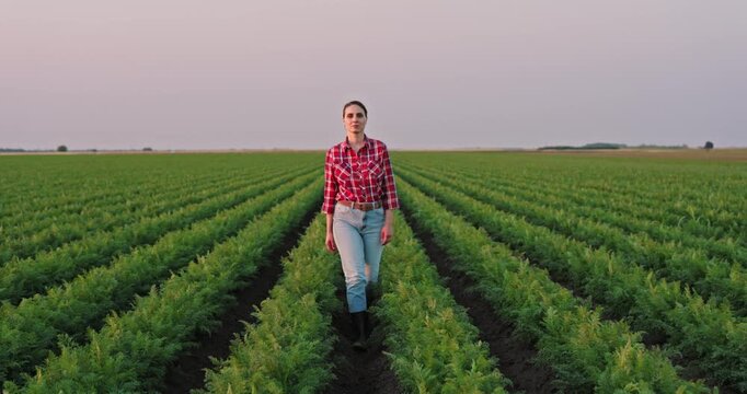 Confident young woman farmer walking through rows of green carrot plants in a field. Agronomist inspecting the quality of the harvest