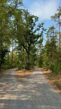 Fork in a dirt road in a green summer forest with trees split path