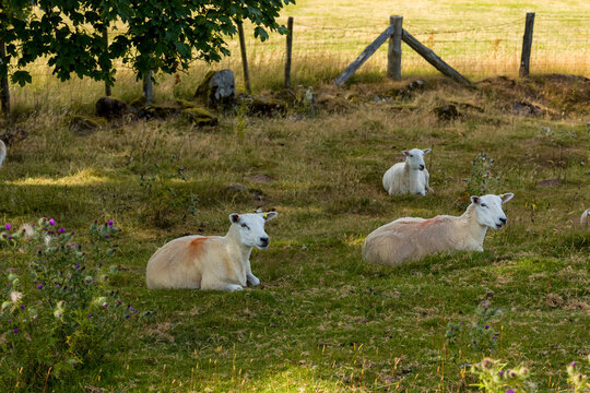 Sheep resting in the shade of trees at Mynydd Illtyd in the Brecon Beacons, Wales, lying on dry summer grass near a rustic wooden fence line