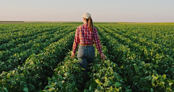 Female farmer walking through a green soybean field inspecting her agricultural crop