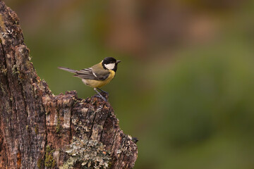 Carbonero común (Parus major). Otra de las aves más comunes por aquí. No es una zona muy urbana, pero en cuanto sales del pueblo hacia los huertos o el borde del bosque, ahí está. © LuisManuel