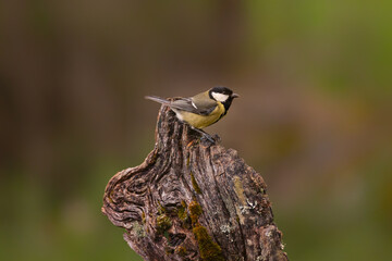 Carbonero común (Parus major). Otra de las aves más comunes por aquí. No es una zona muy urbana, pero en cuanto sales del pueblo hacia los huertos o el borde del bosque, ahí está. © LuisManuel