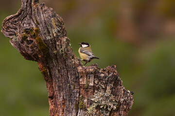 Carbonero común (Parus major). Otra de las aves más comunes por aquí. No es una zona muy urbana, pero en cuanto sales del pueblo hacia los huertos o el borde del bosque, ahí está. © LuisManuel
