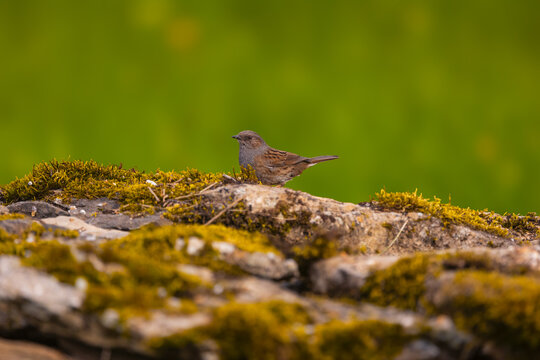Acentor com&uacute;n. Prunella modularis. un p&aacute;jaro del tama&ntilde;o de un gorri&oacute;n, pero con un pico fino y patas fuertes, ya que le gusta correr por el suelo.
