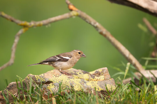 Verder&oacute;n com&uacute;n, Chloris chloris. Un pinz&oacute;n robusto que se encuentra en los bordes de los bosques y cerca de &aacute;reas modificadas por el hombre.