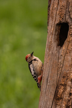 Pico mediano. Dendrocoptes medius. Donde hay un tronco podrido, es poco probable que el p&aacute;jaro carpintero mediano no vaya all&iacute;.