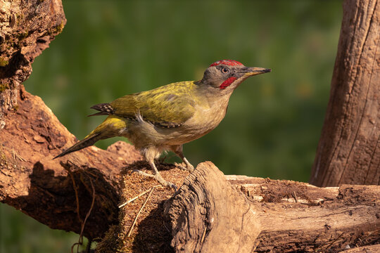 P&aacute;jaro carpintero ib&eacute;rico. Picus Sharpei. El p&aacute;jaro carpintero m&aacute;s com&uacute;n de la Pen&iacute;nsula Ib&eacute;rica. Un relincho delata su presencia en las arboledas de ribera.