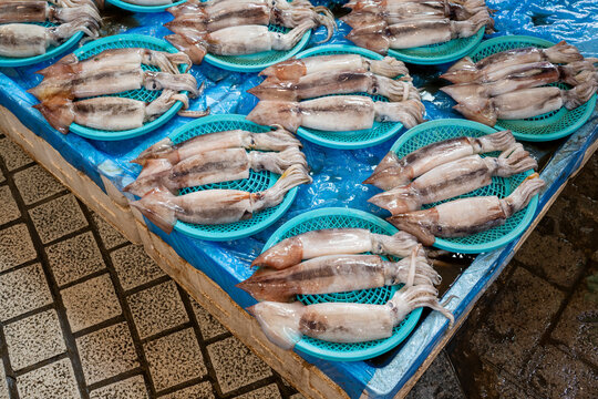 Fresh raw squids arranged in blue plastic trays for sale at an outdoor traditional fish market in Korea.