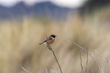 Fototapeta premium European stonechat on a dry twig