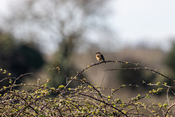 Fototapeta premium European stonechat on a bramble stem