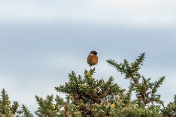 Fototapeta premium European stonechat on gorse