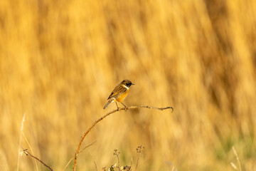 Fototapeta premium European stonechat on a bramble in golden light