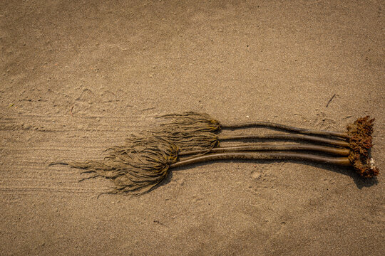 Blull kelp on the beach that the wind dragged across the sand