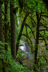 Fototapeta premium Nature's whisper at Silver Falls State Park in Oregon