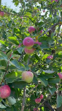 Ripe red apples hanging on a tree branch swaying in the wind