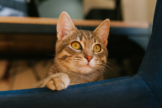 Curious tabby cat with vibrant green eyes, relaxing and enjoying warm sunbeams on a soft chair. The concept of home comfort, renovation, rental and sale of apartments and houses