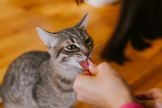A domestic tabby cat eats a cat treat from its owner's hand. Concept of pet food, treats, and healthy snacks.