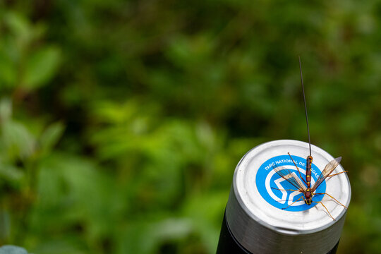 Gaspesie, Quebec, 15 July 2026 : An insect with a long ovipositor rests on a metallic cylinder featuring the Guadeloupe National Park logo.
