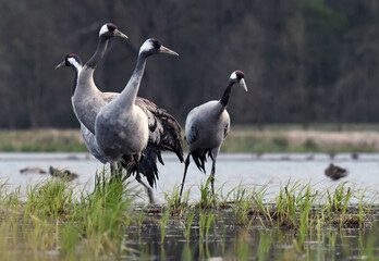 Fototapeta premium Group of common cranes standing in a wetland during spring migration