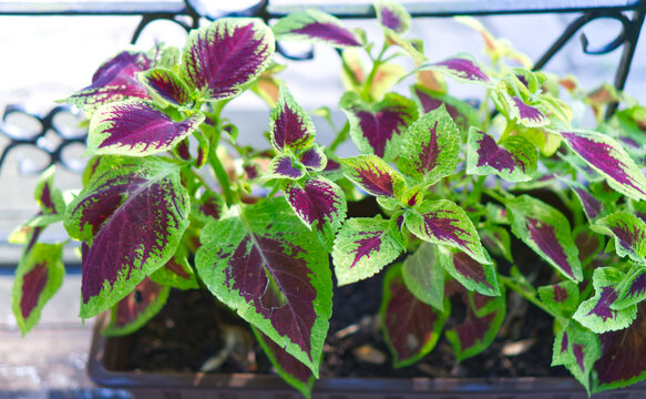 Vibrant multicolored coleus leaves in a flower box
