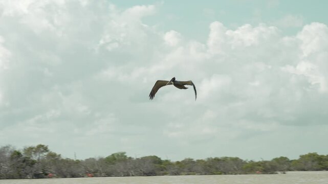 Brown pelican flying in slow motion over Rio Lagartos, Yucatan, Mexico