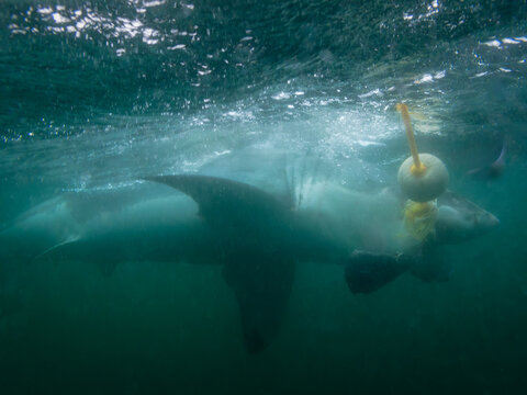 Underwater view of great white sharks circling divers in cage