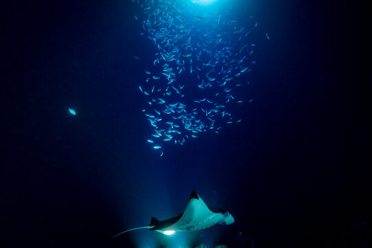 A manta ray (Manta birostris) glides through the dark blue ocean depths, illuminated by a bright light, while a school of small fish swims above.