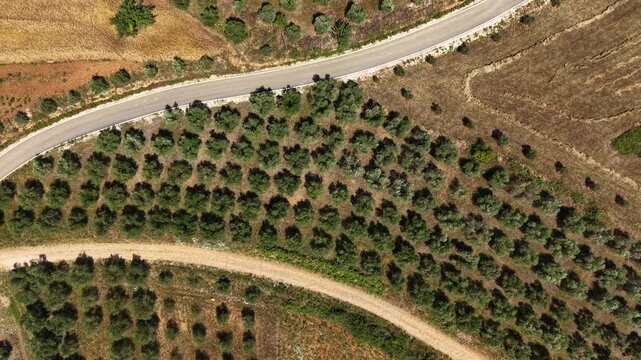 Aerial view of olive groves with a paved road and a dirt road winding through the rural landscape in Kajan, Elbasan County, Albania.