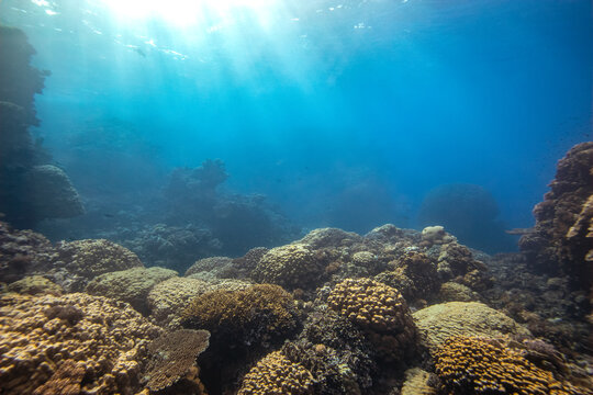 Sunbeams shine down on a beautiful hard coral landscape of a tropical coral reef