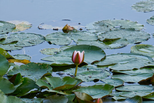 Water lily bud among green leaves on water surface