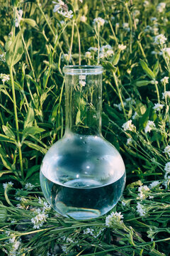 Glass laboratory flask with liquid among white wildflowers and green plants